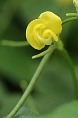 耕作大地　十勝　～あずきの花