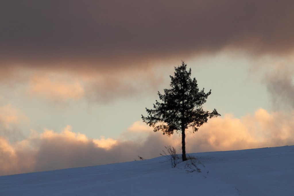 Winter tree 4