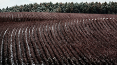 初冬の豆畑