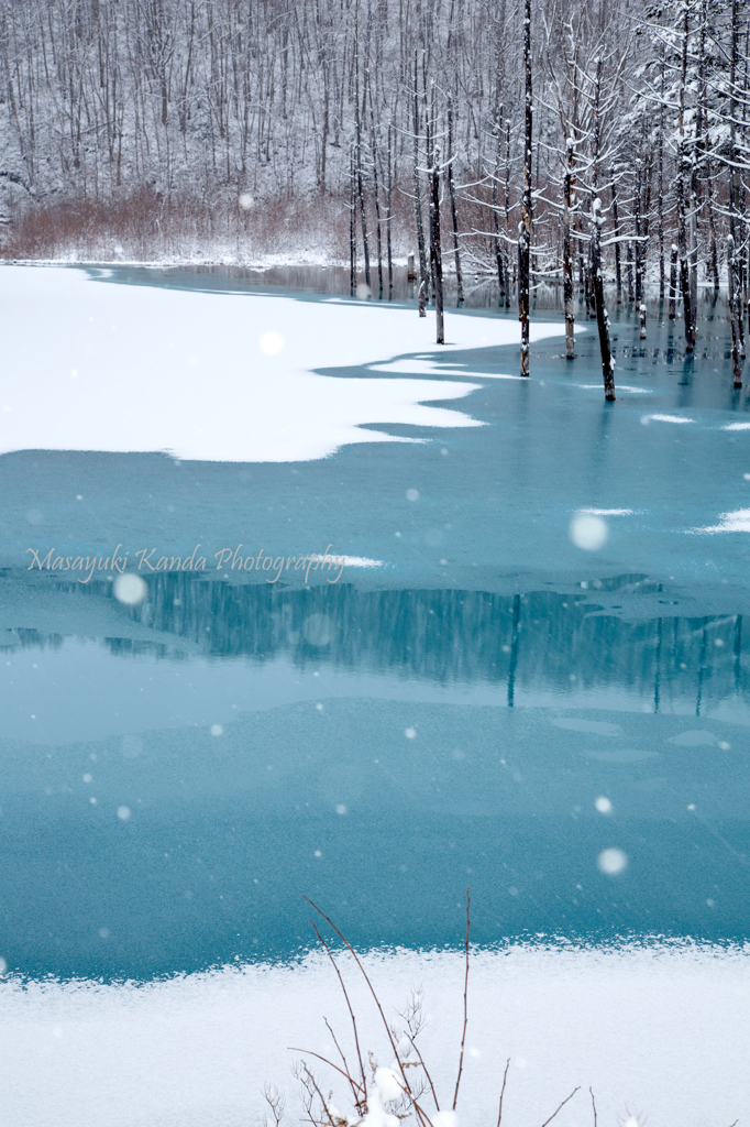 青い池　雪やこんこ