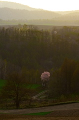 夕の一本桜