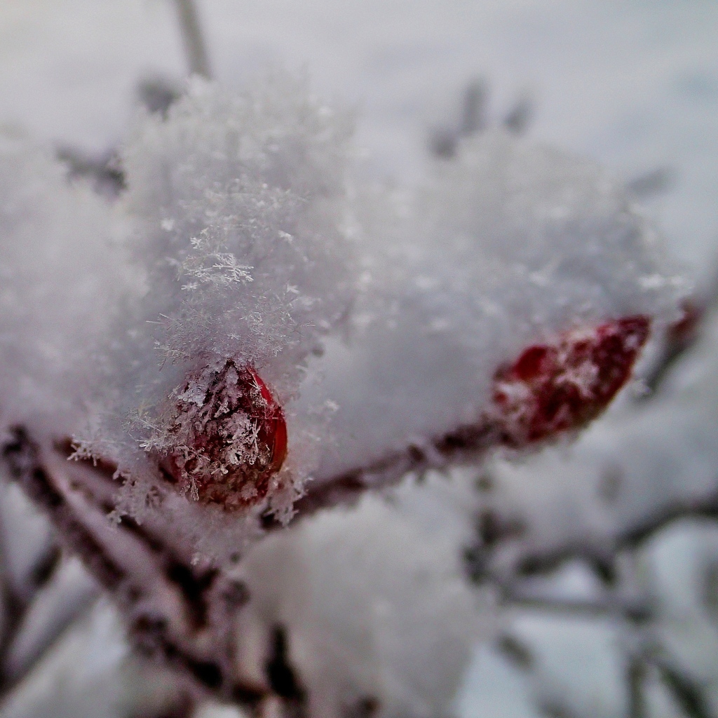冬華　雪化粧