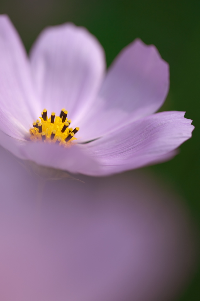 花心　　～私の「薄紅」