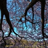 見上げる春