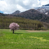 上御料の一本桜