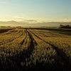 朝日の麦畑