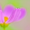花心～まどろみ