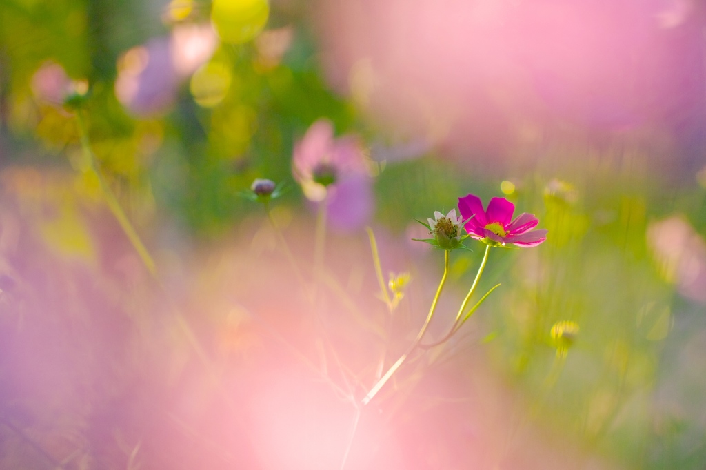 花心～恋