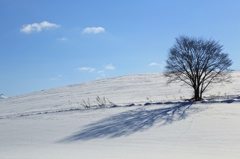Winter tree 6