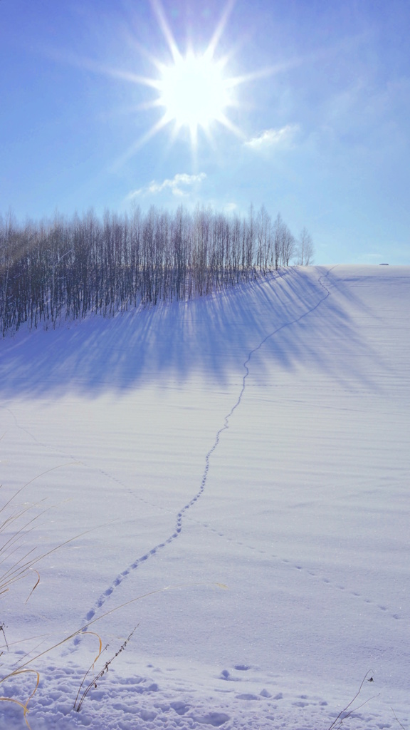 雪原