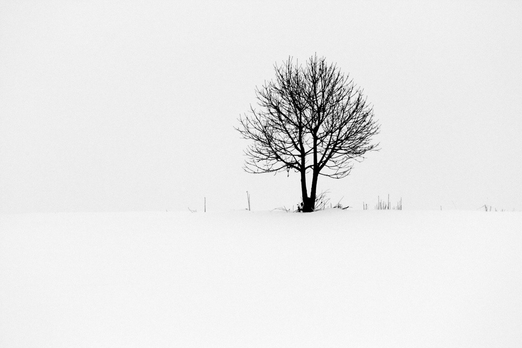 Winter tree