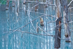 Withered trees 2