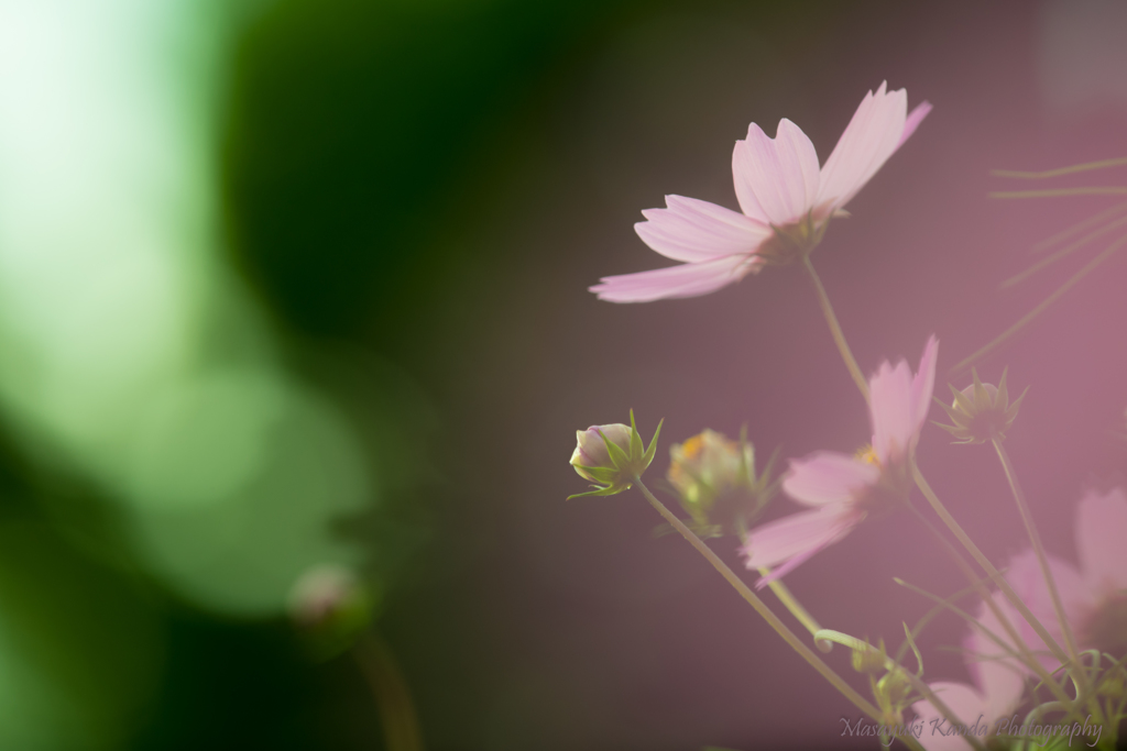 秋桜　光の移ろいの中で　２