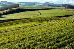Green of Early May 3