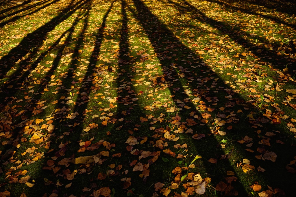 Tree4