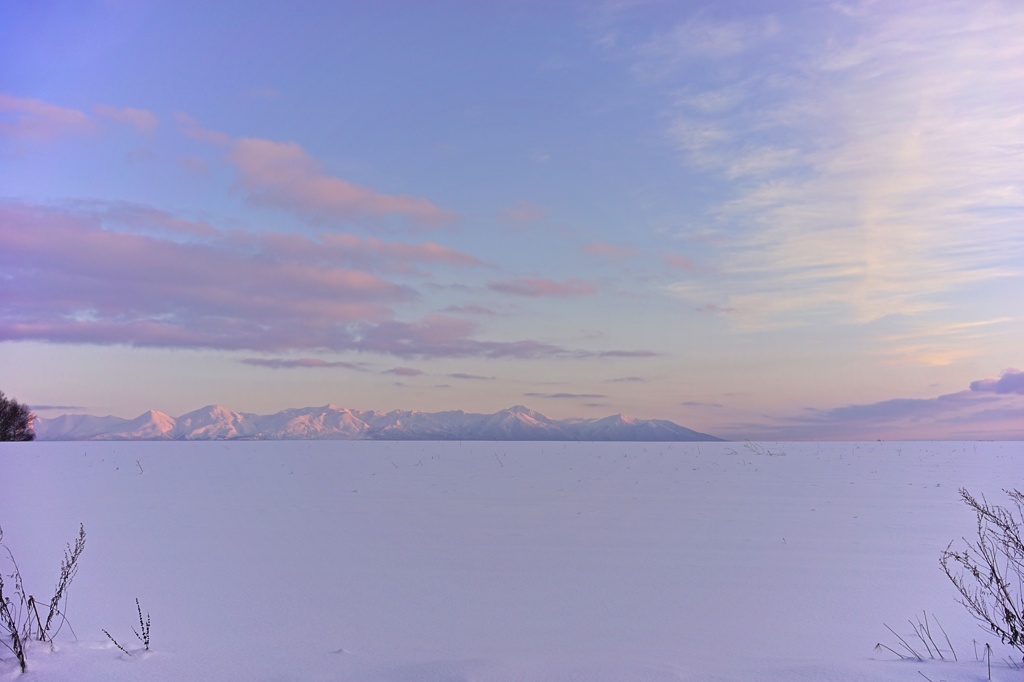 Purplish winter