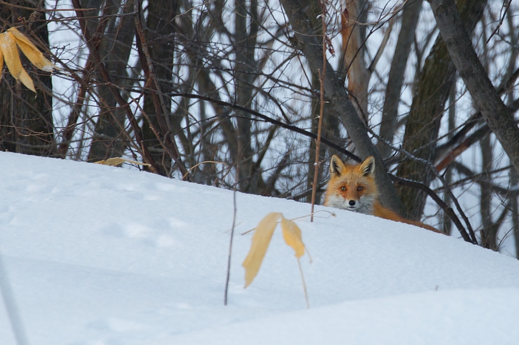 Fox