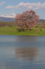 東川桜八景２