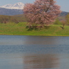 東川桜八景２