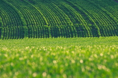 Spring carpet