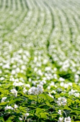 白い花の咲く丘