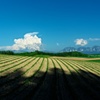 木陰から