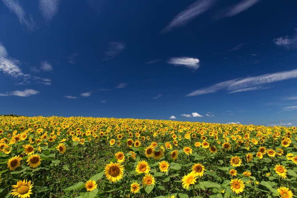 ８月の空に