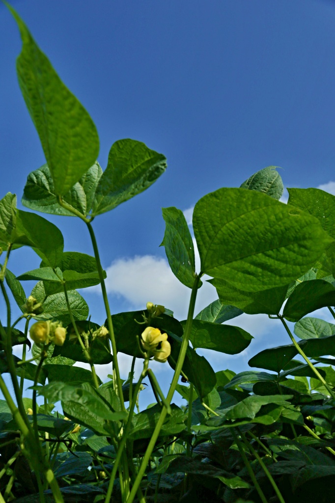 耕作大地　十勝　～あずきの花