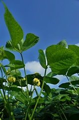 耕作大地　十勝　～あずきの花