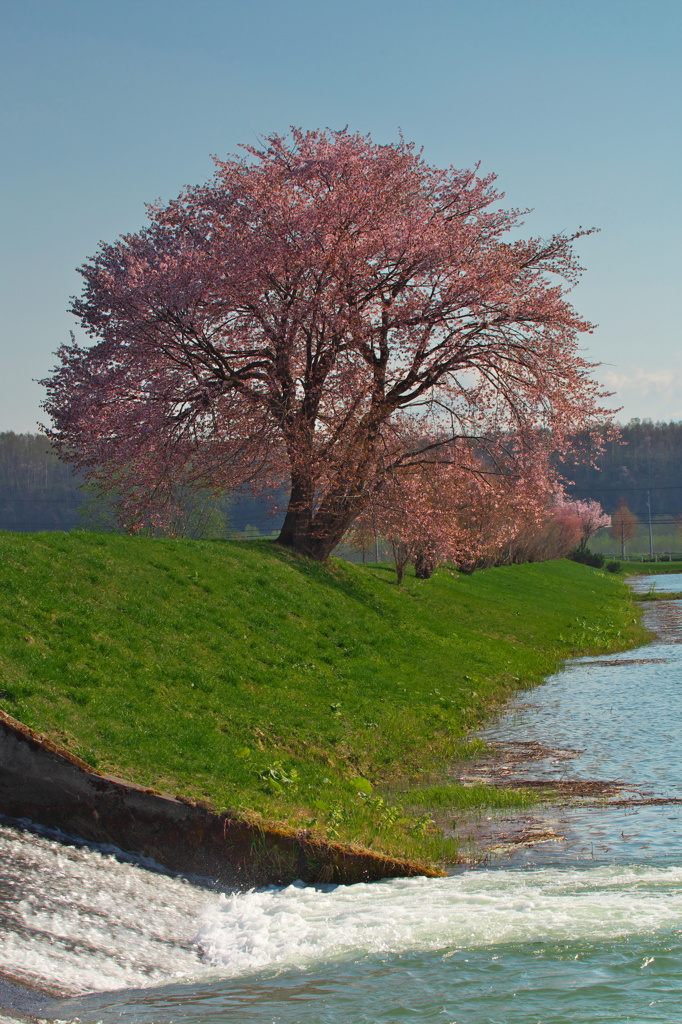 東川桜八景４