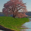 東川桜八景４