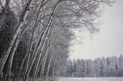 White season 6 White season 6