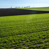 Green of Early May 4