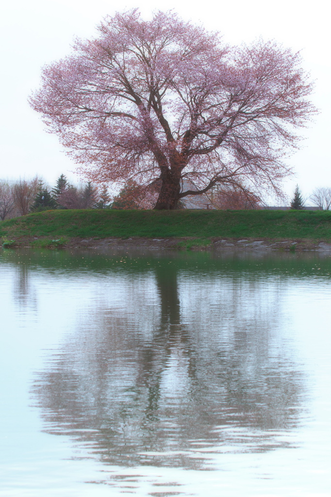 東川桜八景１