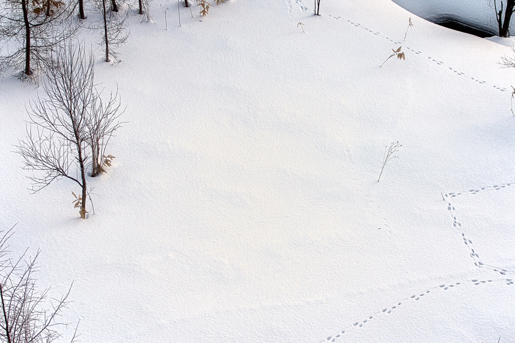 Snow field 9