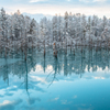 青い池　穏やかな初冬の朝