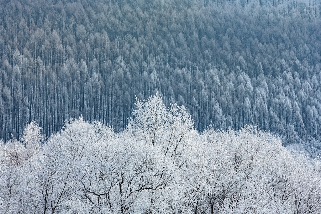 霧氷