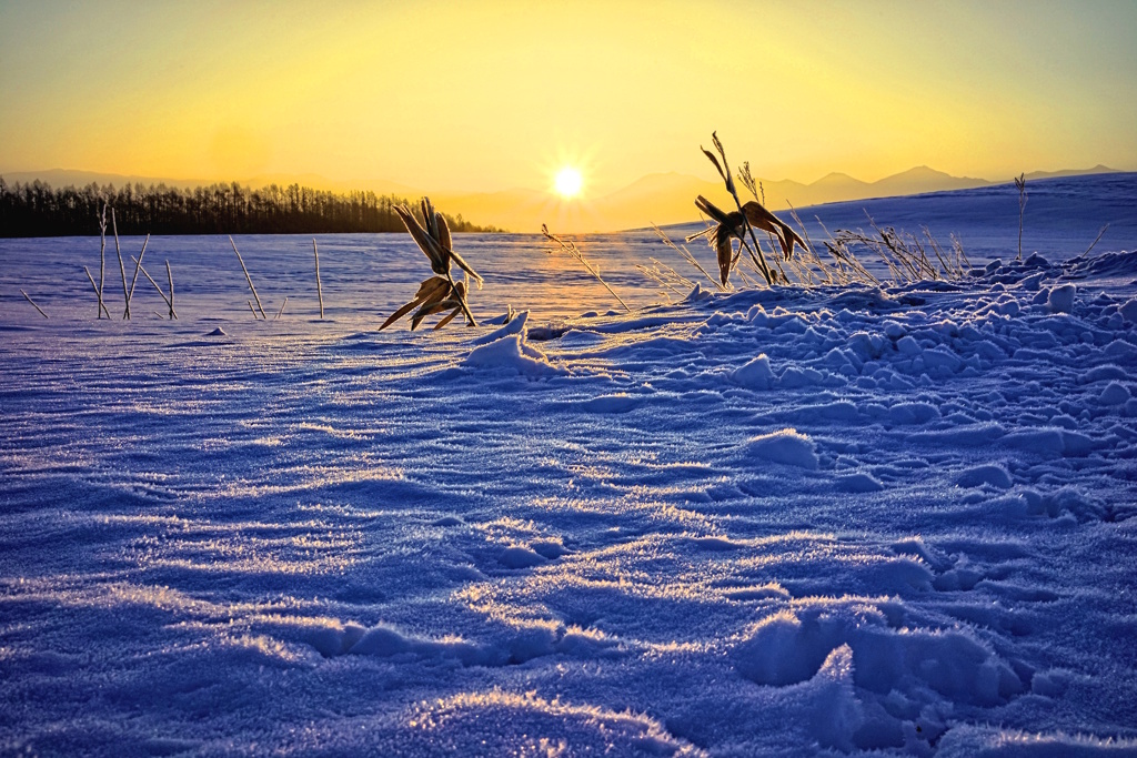 雪原の朝