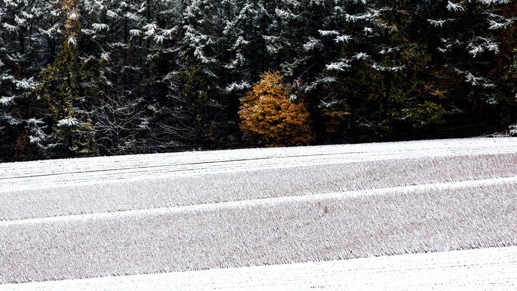 初雪　紅