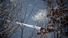 雪冬寸描２