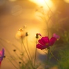 花心～Your Song