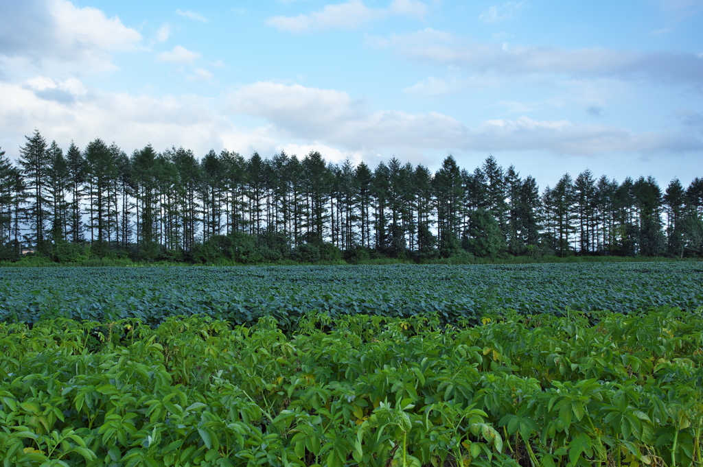 耕作大地　十勝　～あずきと芋畑