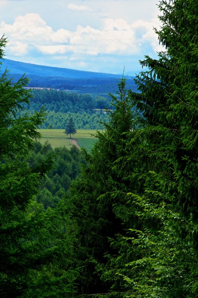 Trees & Tree