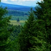 Trees & Tree