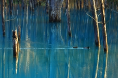 青い池寸景２