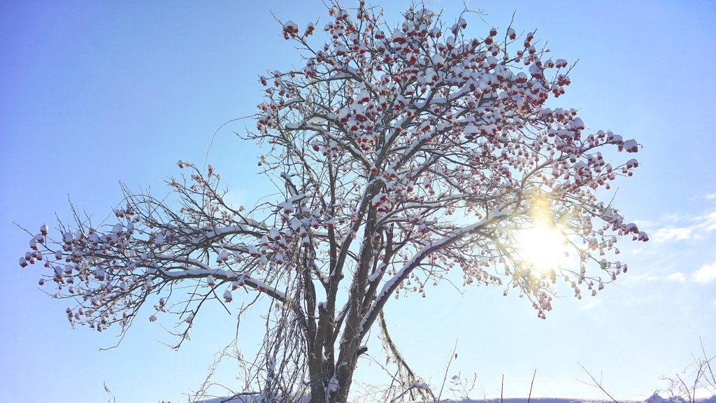 雪冬寸描４