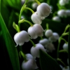 スズラン