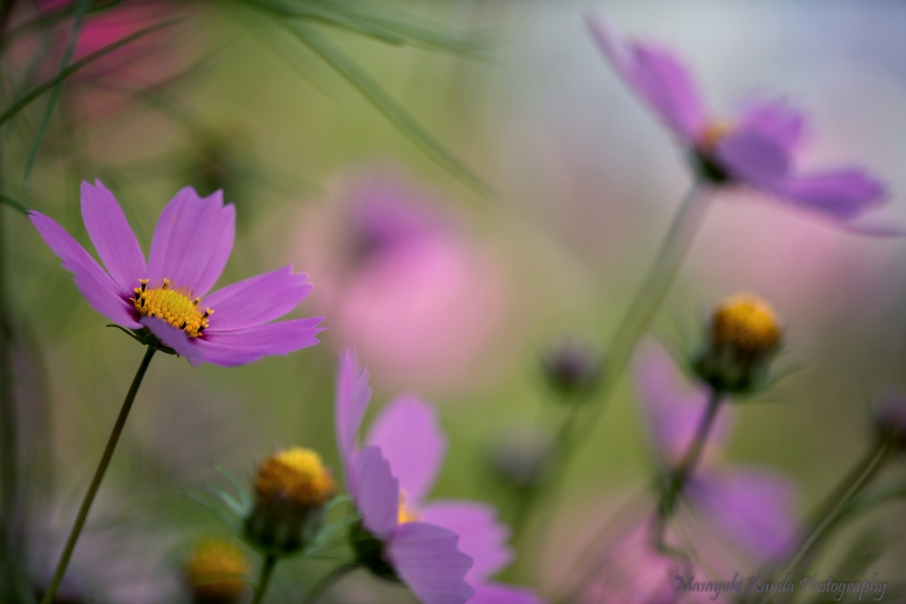 秋桜　光の移ろいの中で　３