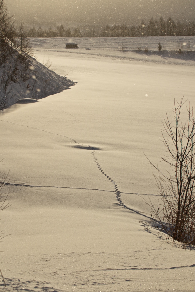 Snow field 5