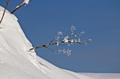 雪冬寸描